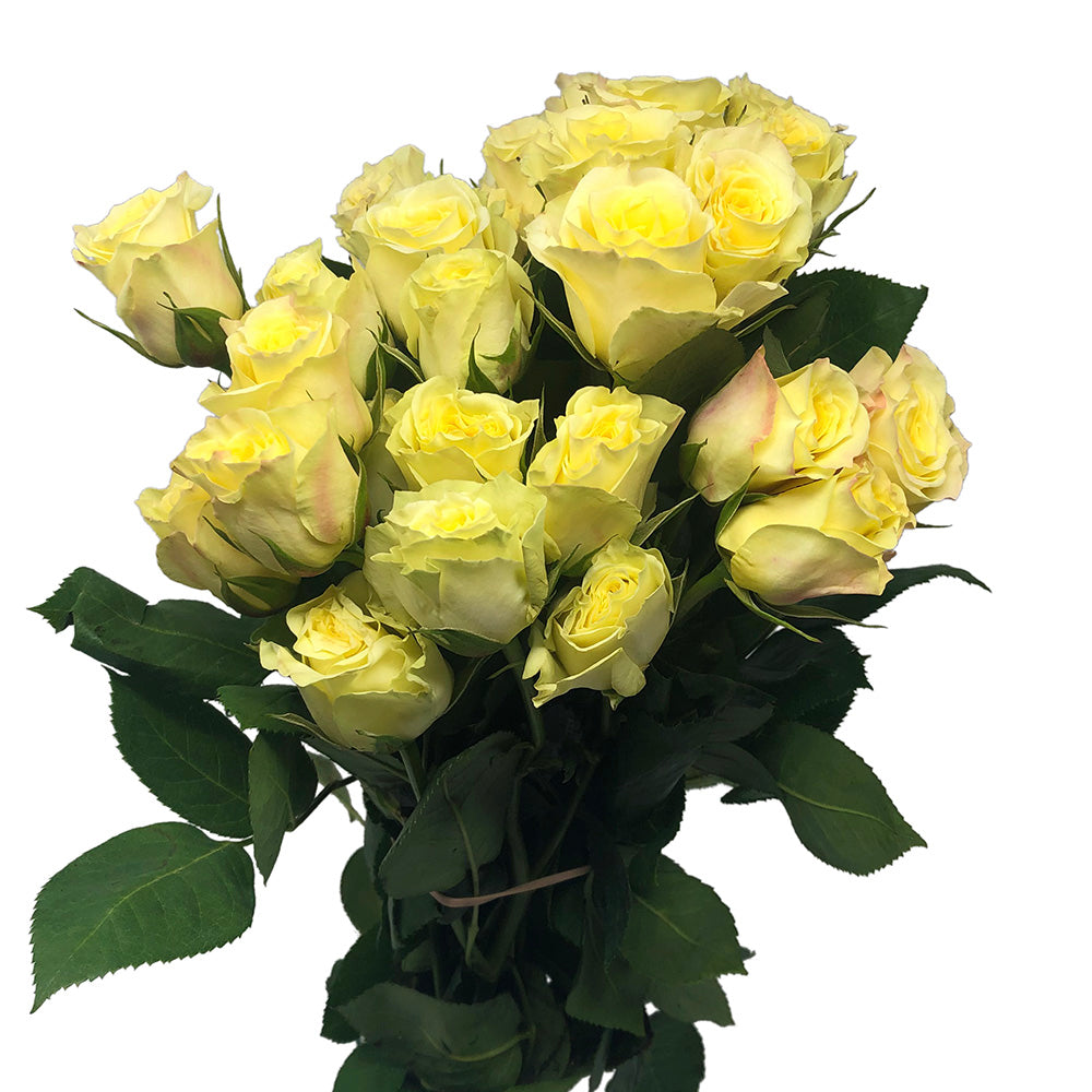 Spray Roses