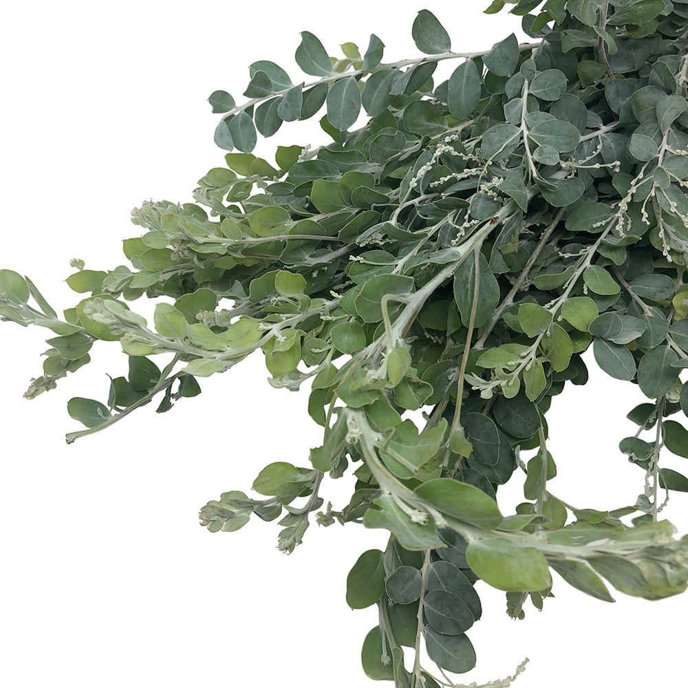 Acacia