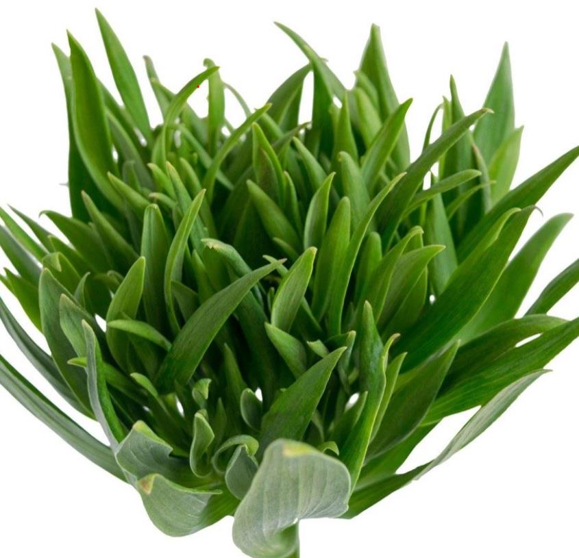 Alstroemeria - Green Planet