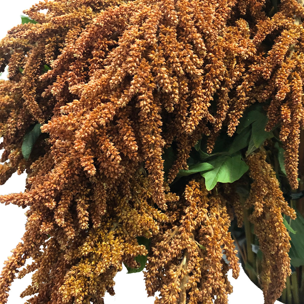 Amaranthus