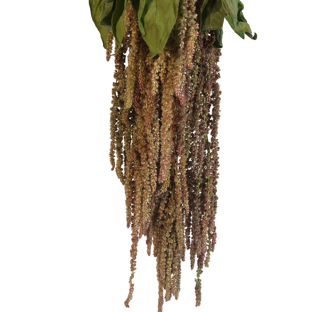 Amaranthus