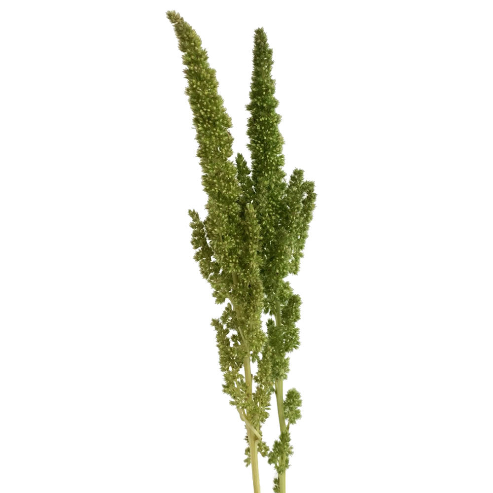 Amaranthus