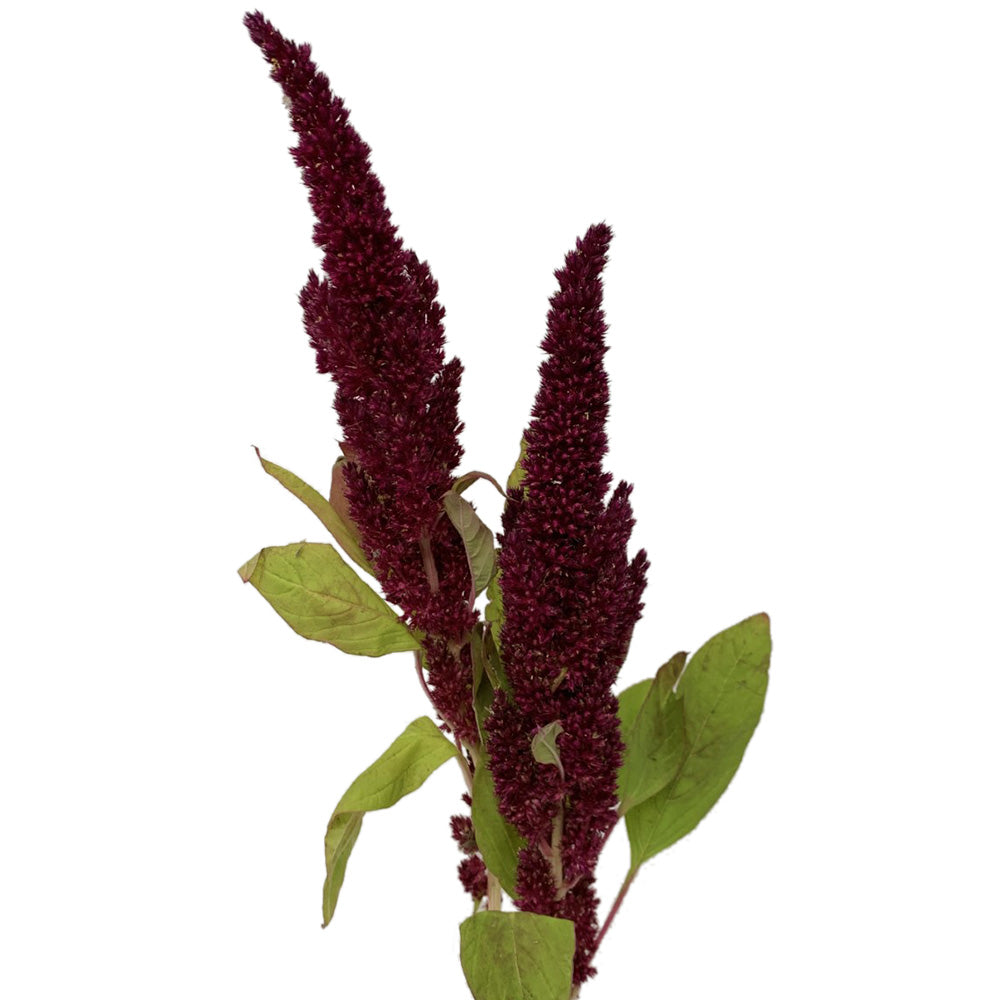 Amaranthus - Red Upright