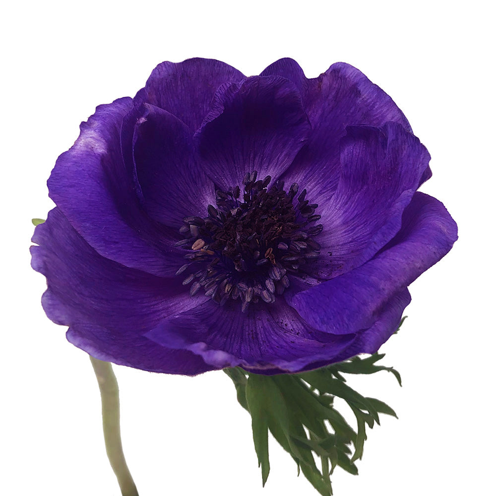 Anemone - Purple