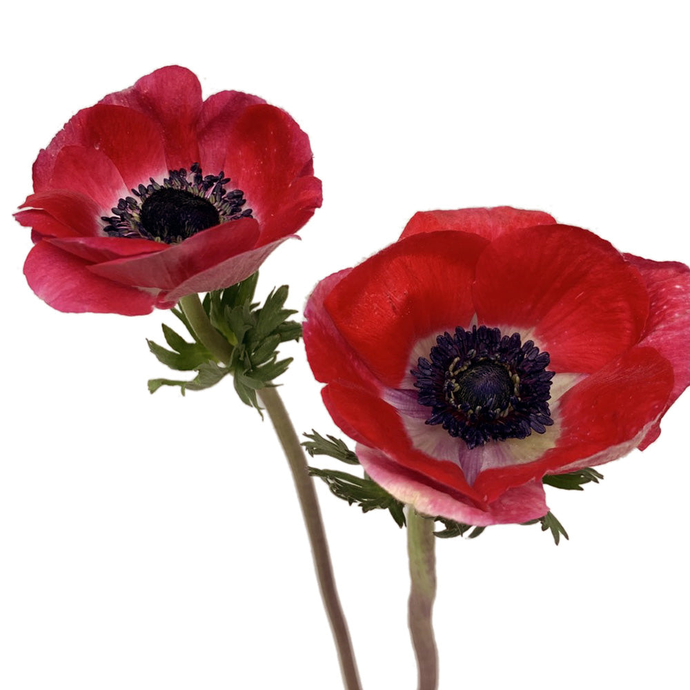Anemone - Red