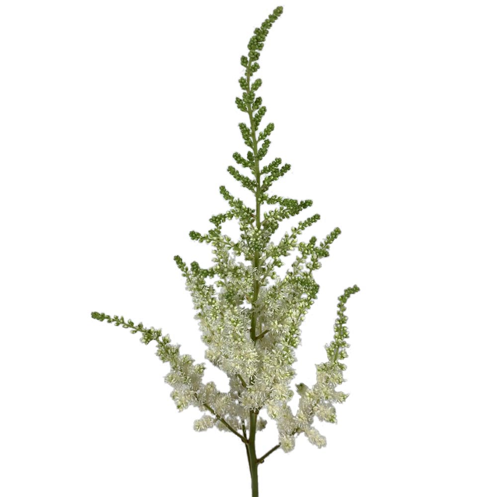 Astilbe - White