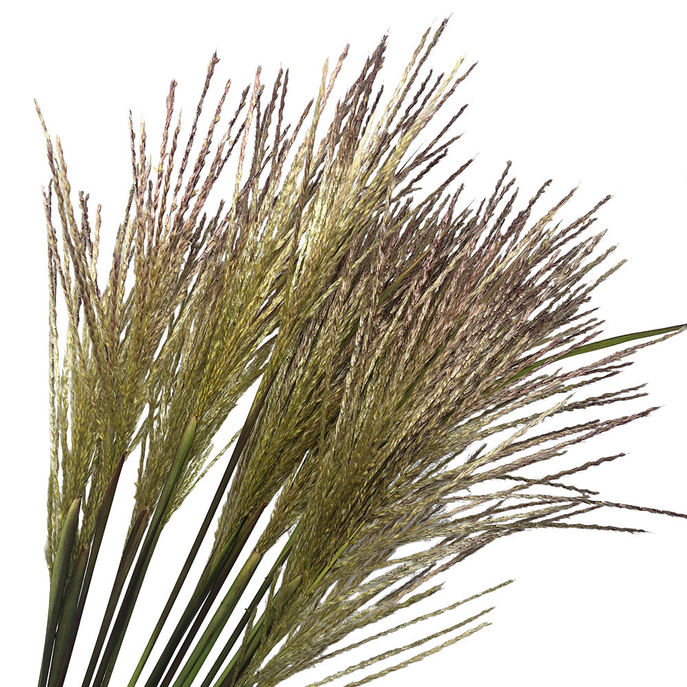 Broom Corn