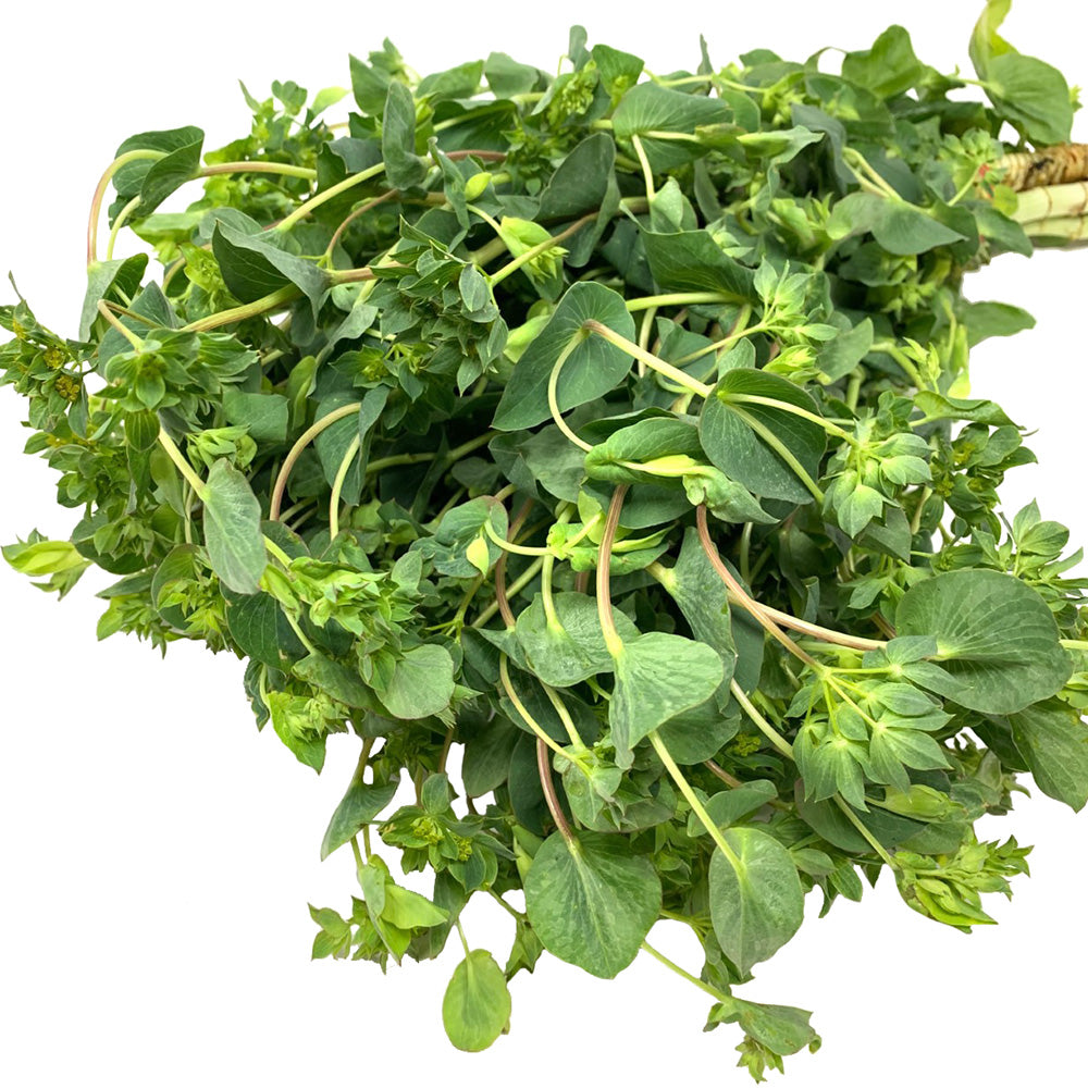 Bupleurum