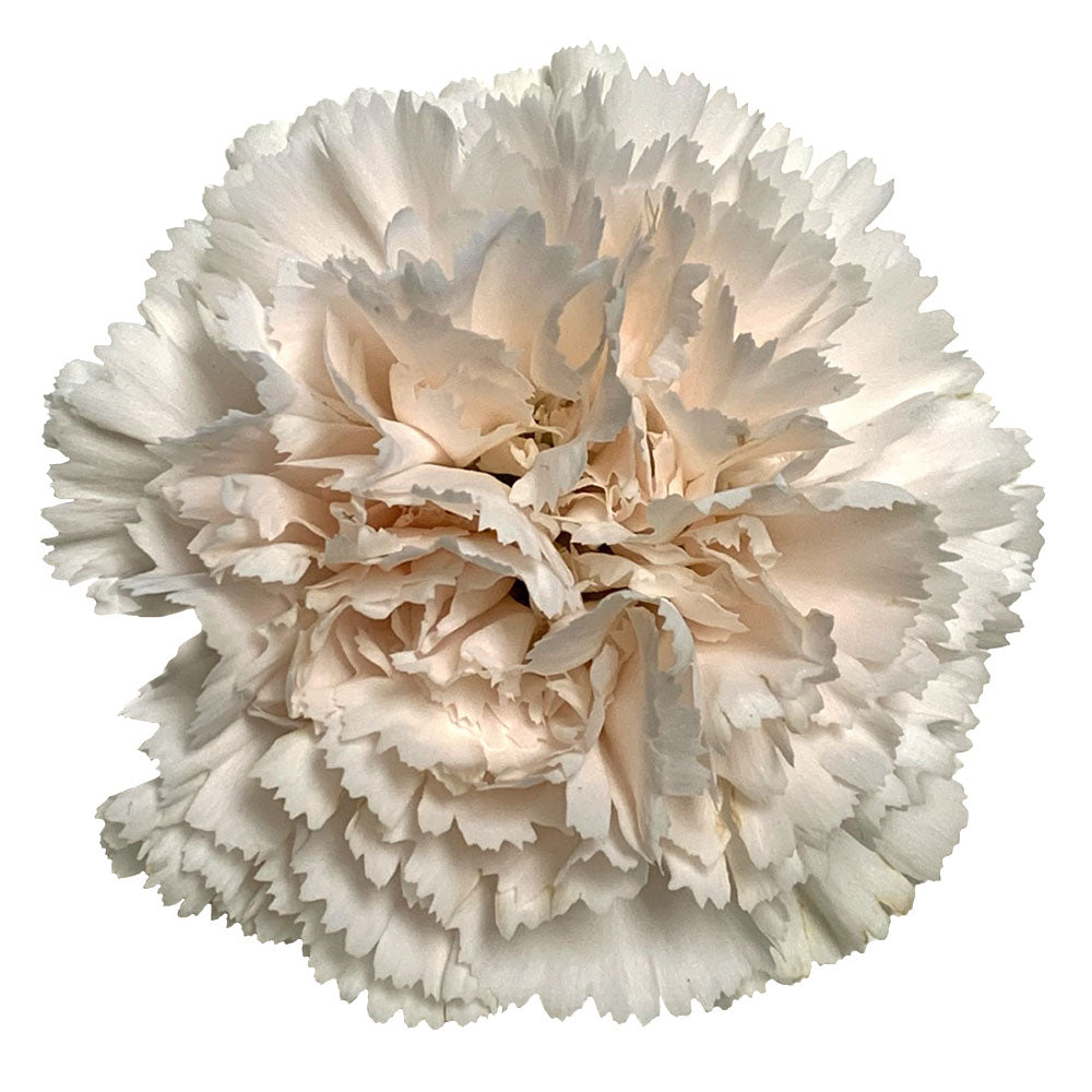 Carnation
