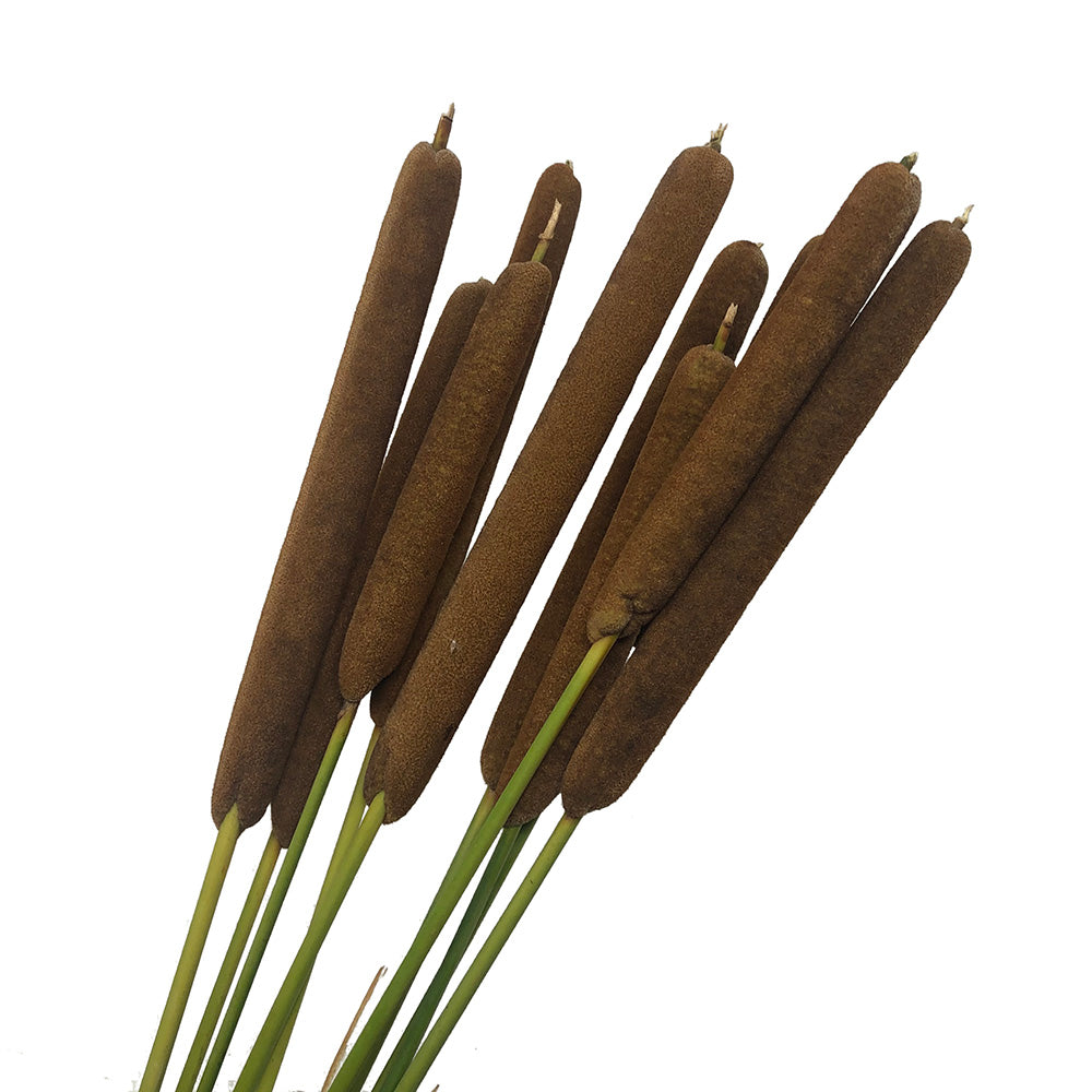 Cattails - Jumbo