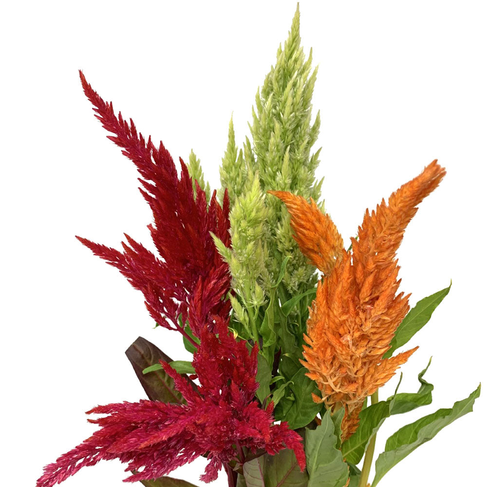 Celosia - Feather