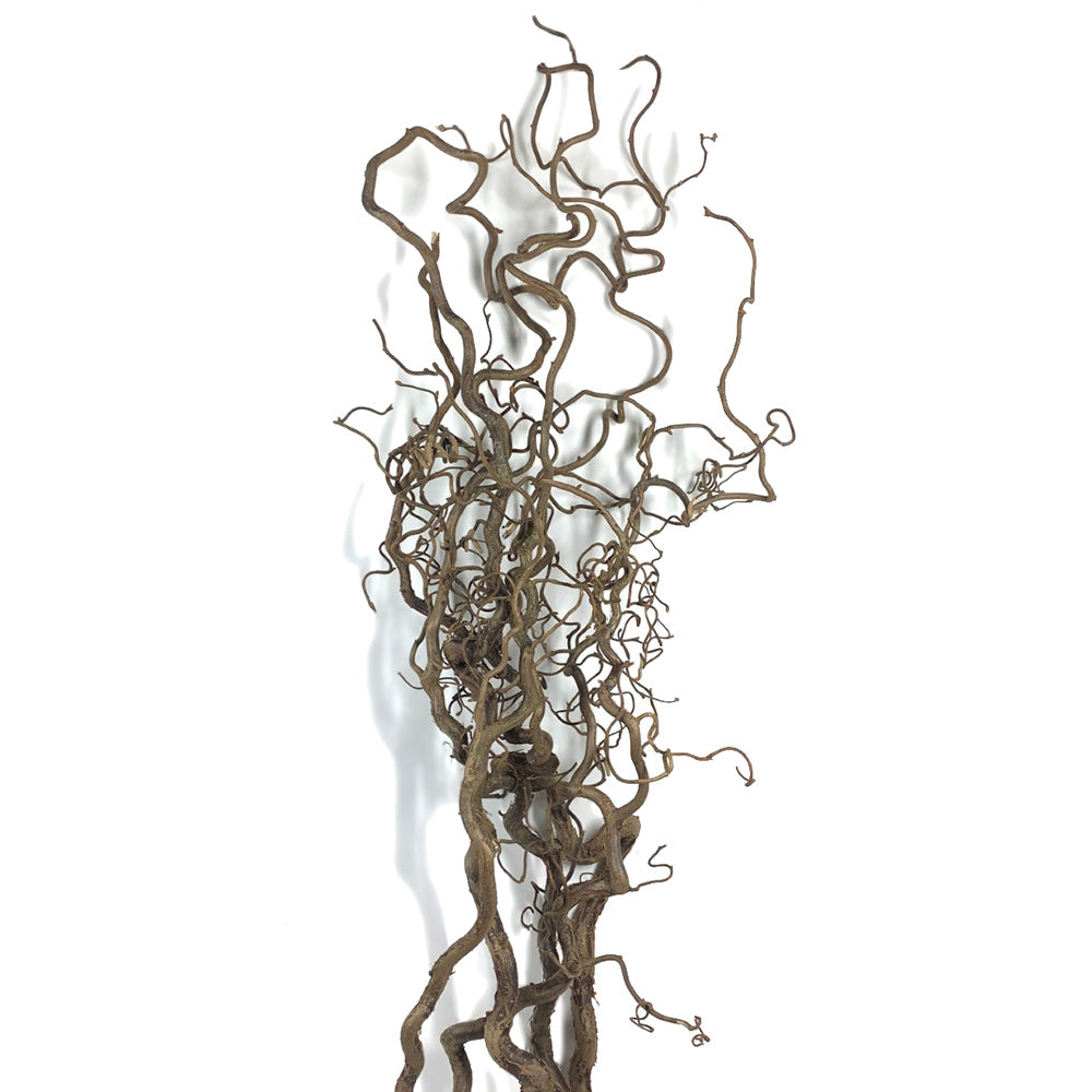 Branches