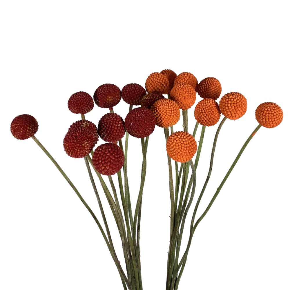 Craspedia - Enhanced