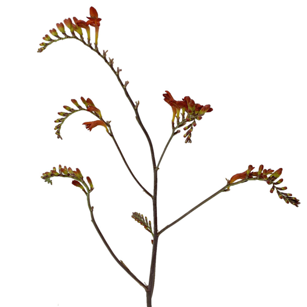 Crocosmia