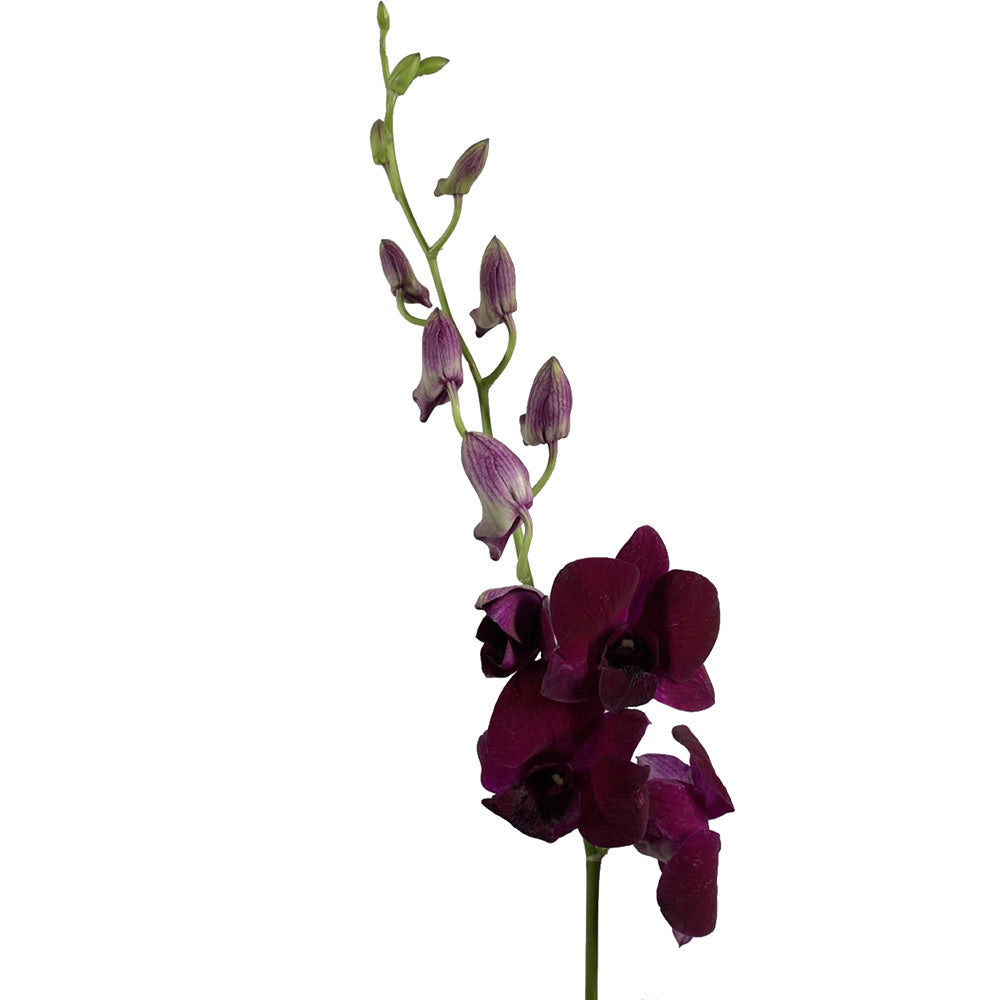 Dendrobium - Purple 10St