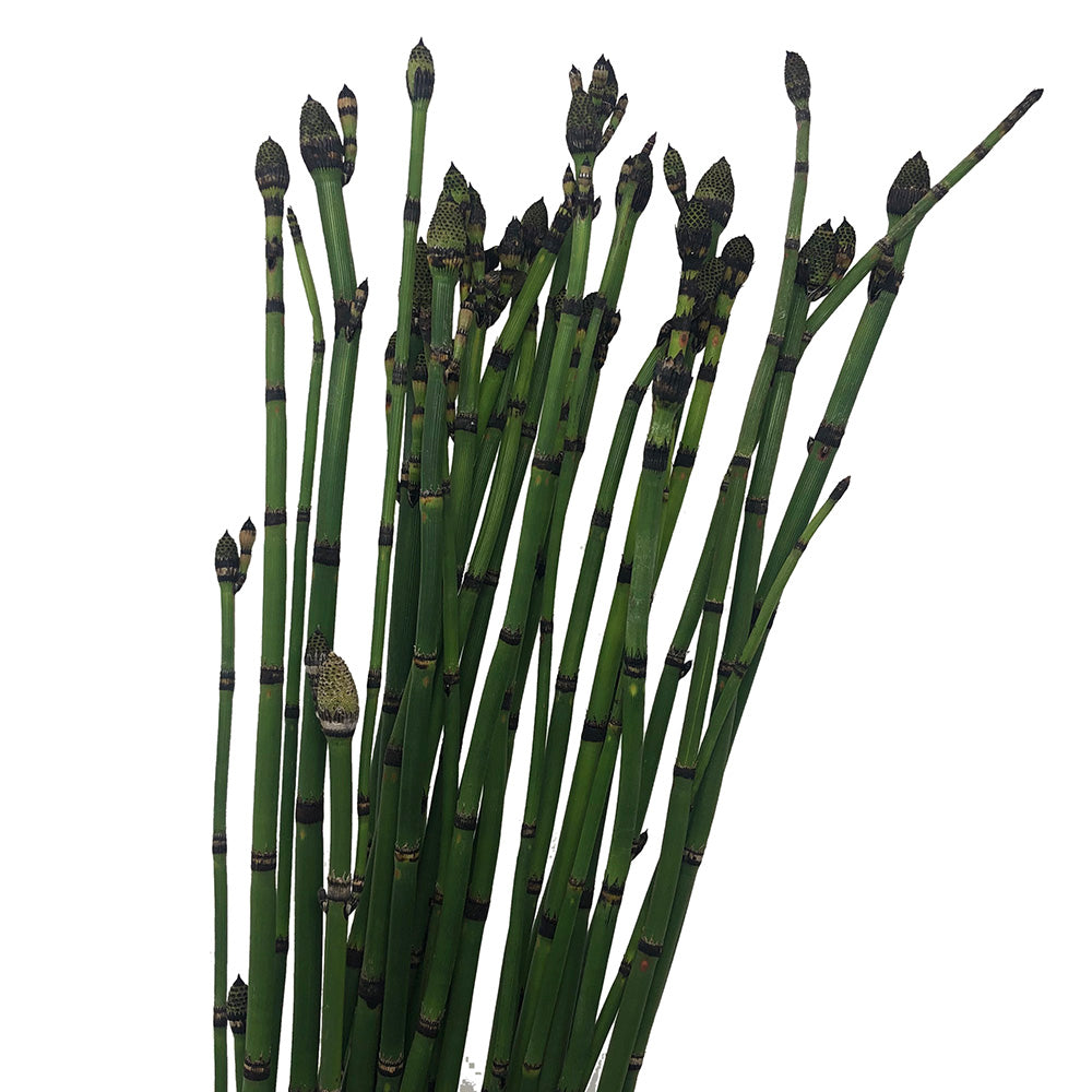 Equisetum