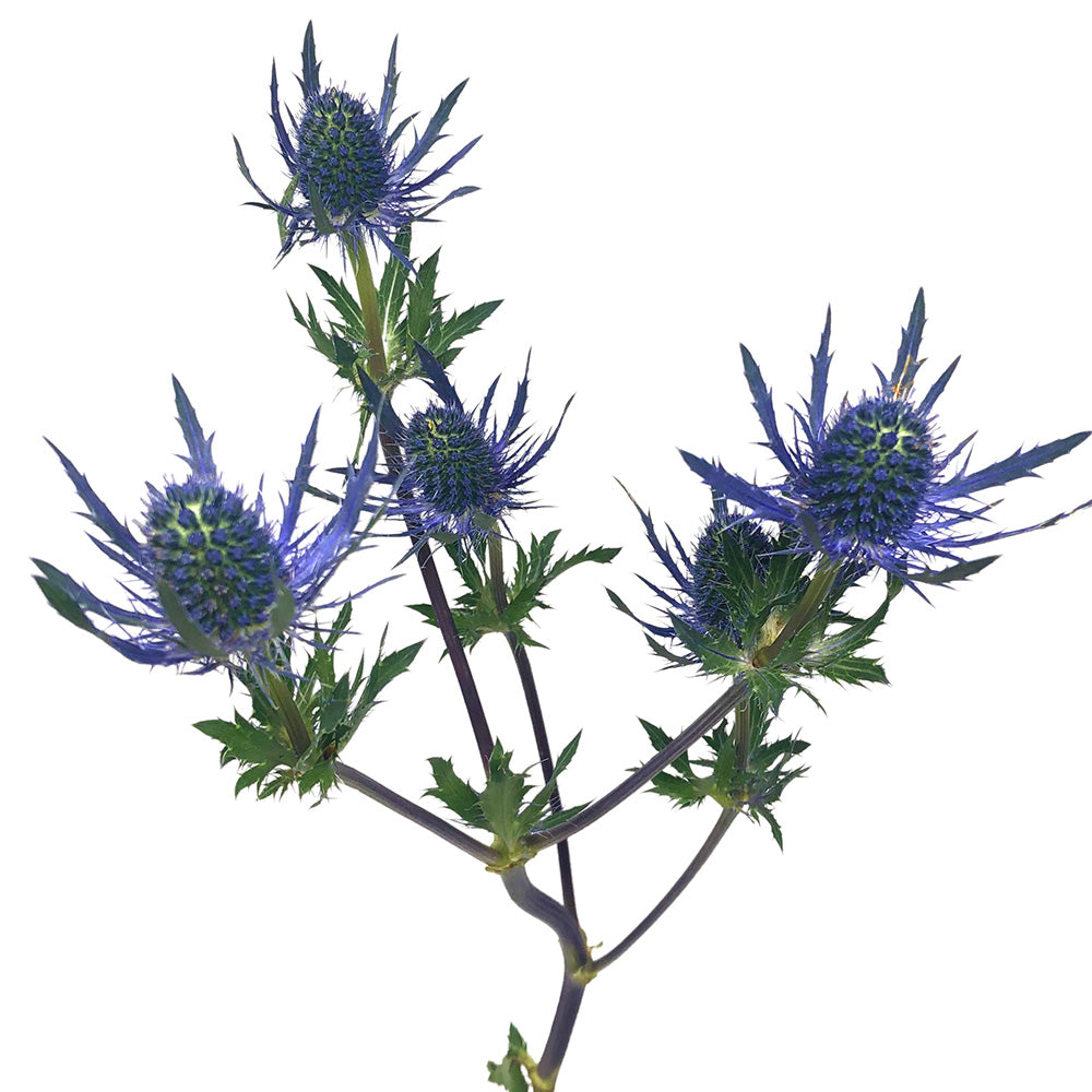 Eryngium