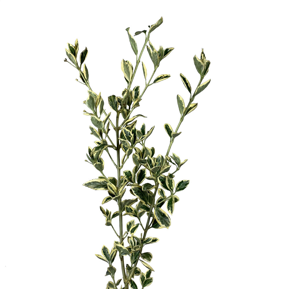 Euonymus