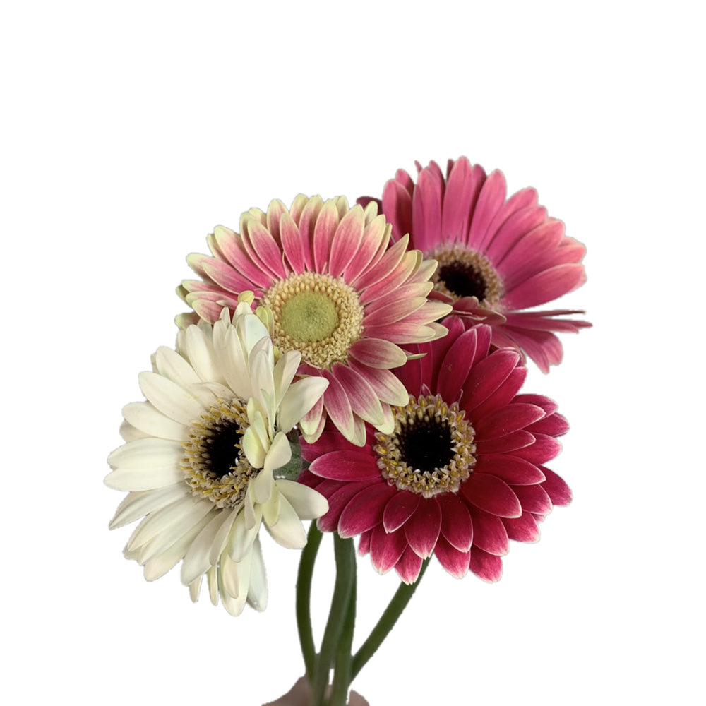 Gerbera Mini Piccolini