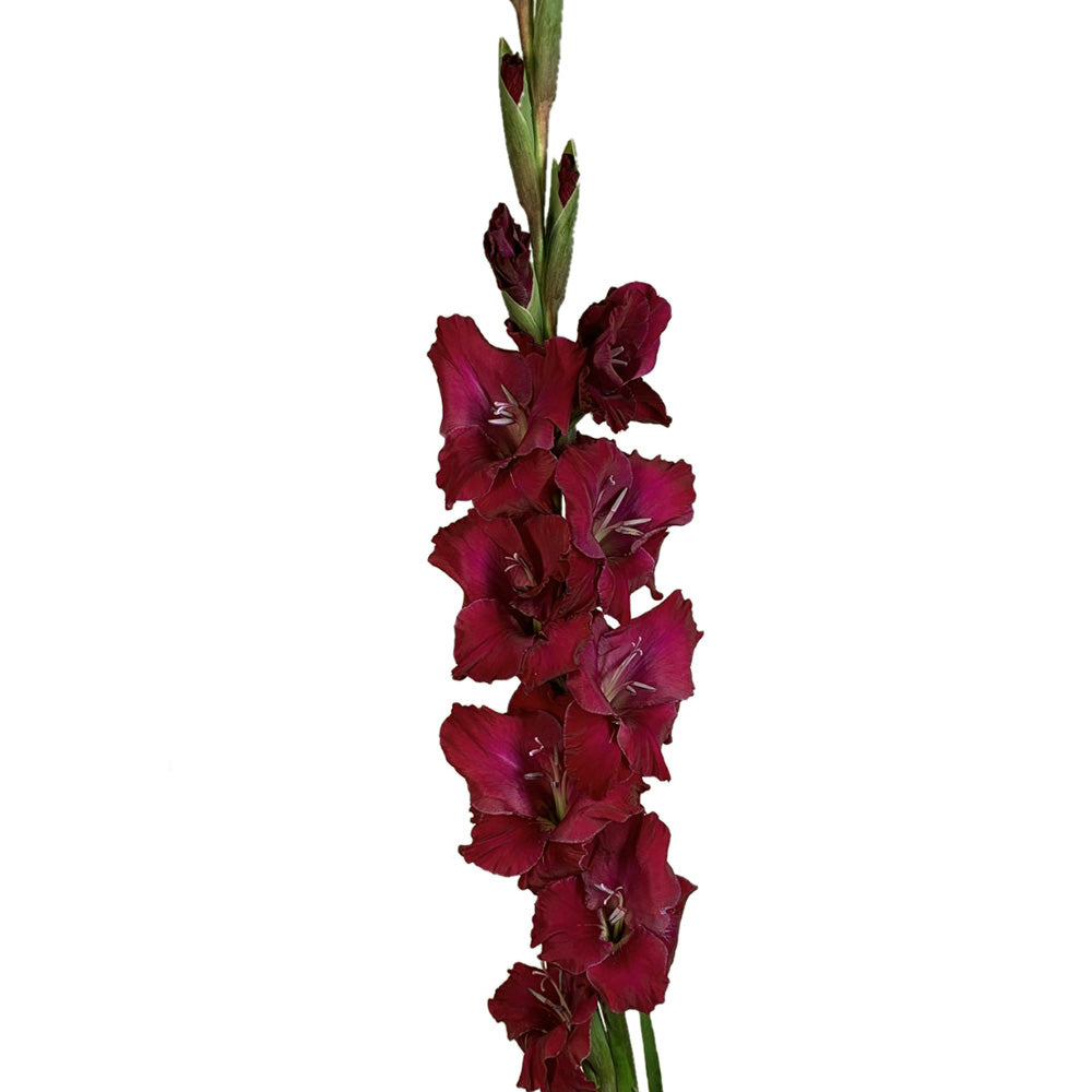 Gladiola - Burgundy