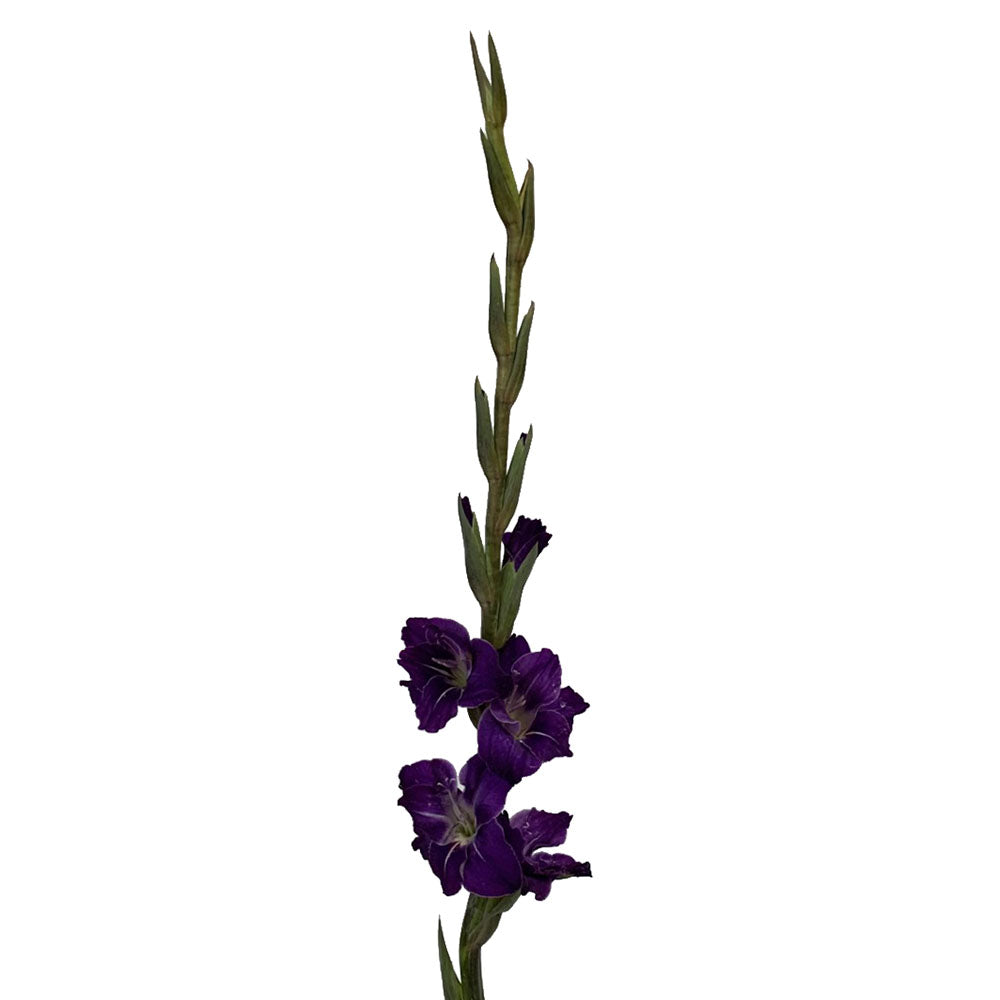 Gladiola