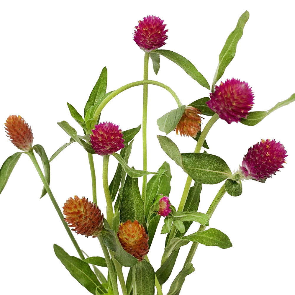 Gomphrena