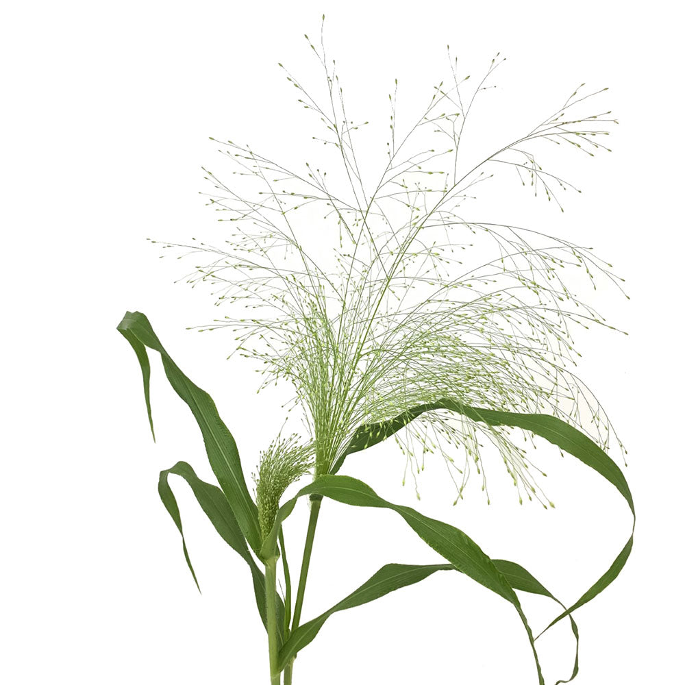 Grass