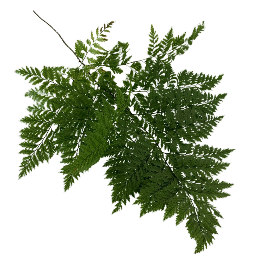 Fern