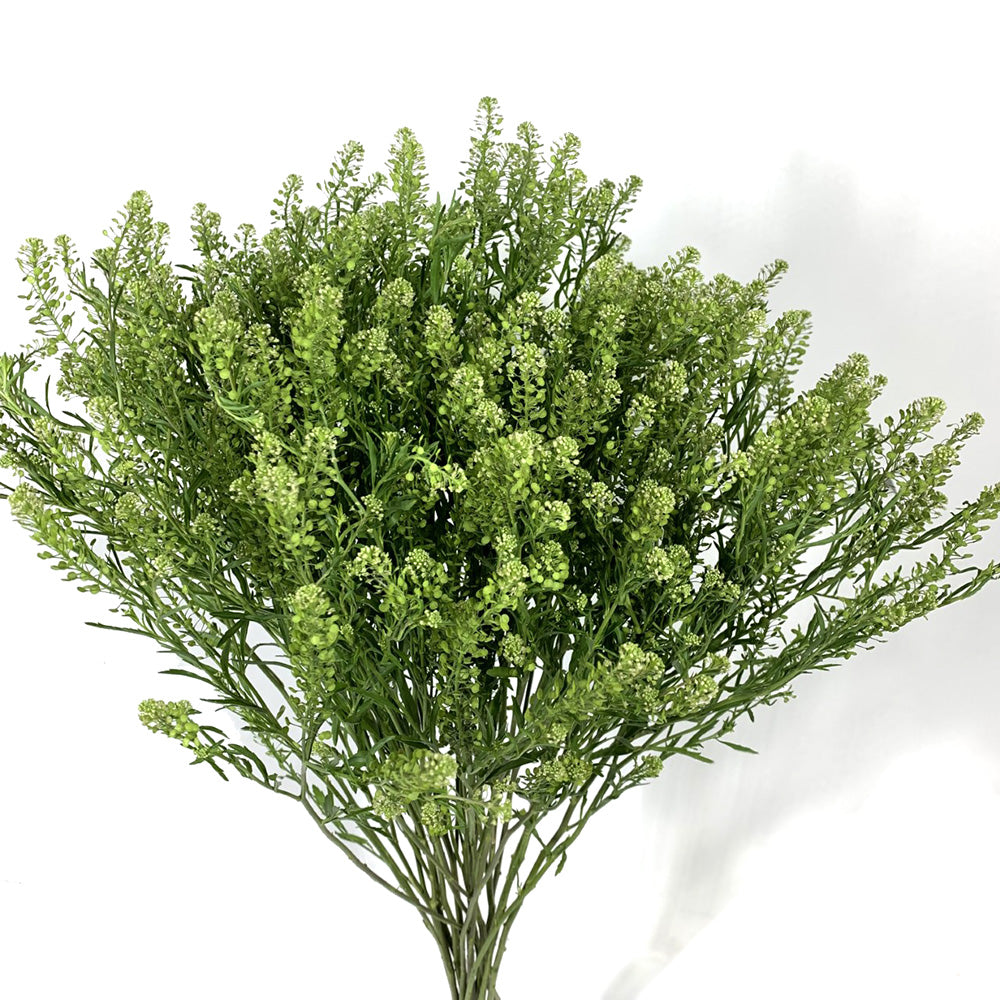 Lepidium
