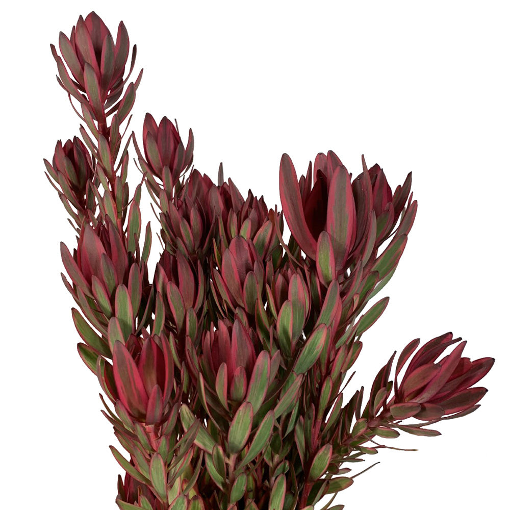 Leucadendron