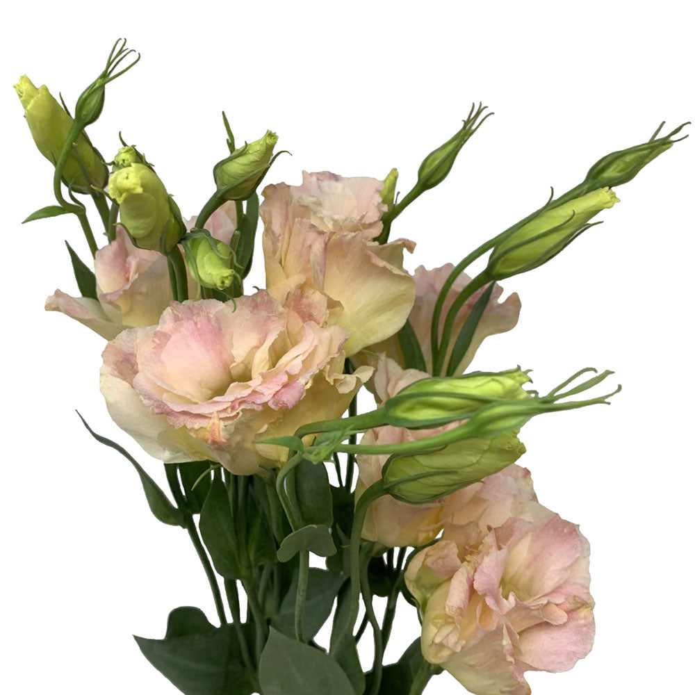 Lisianthus
