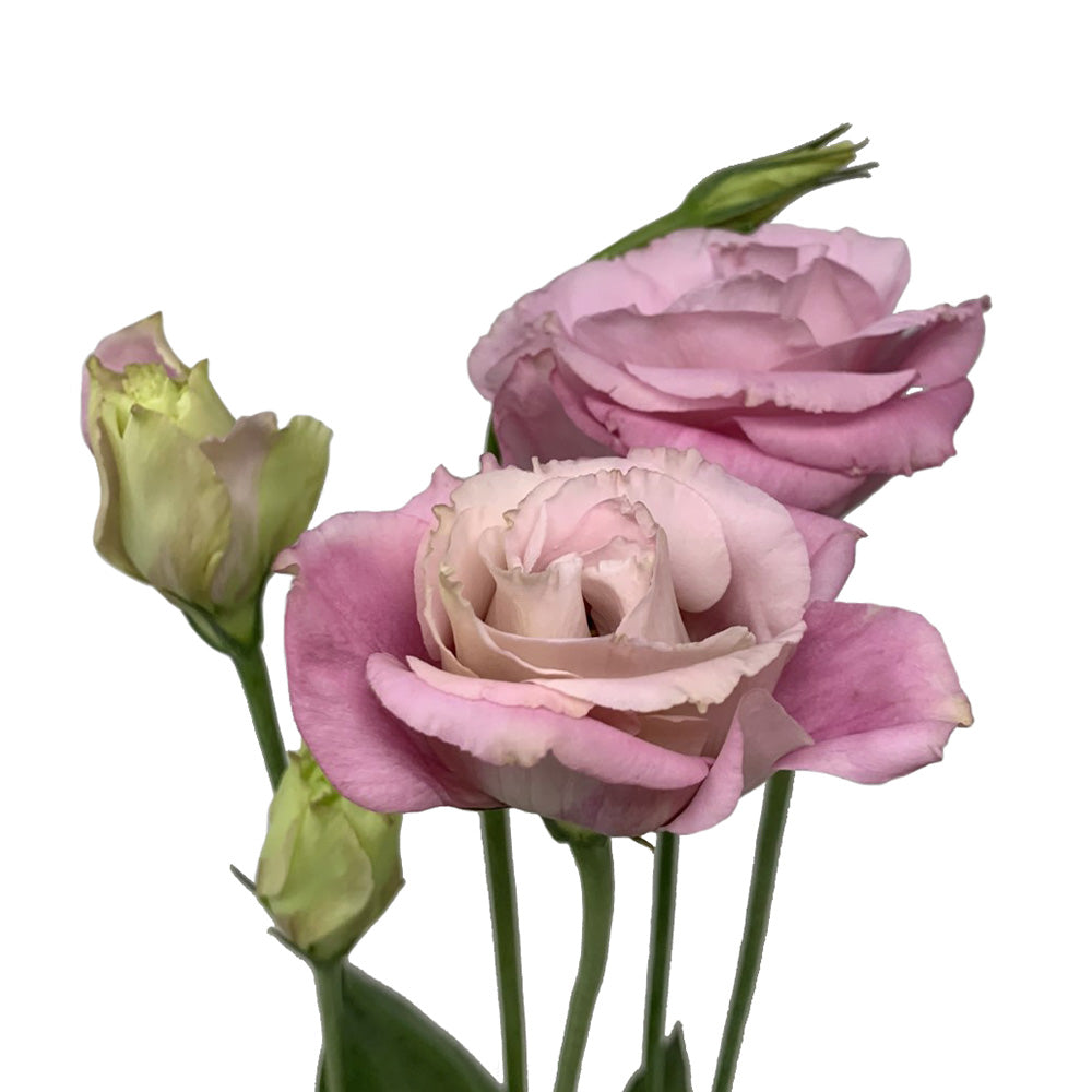 Lisianthus