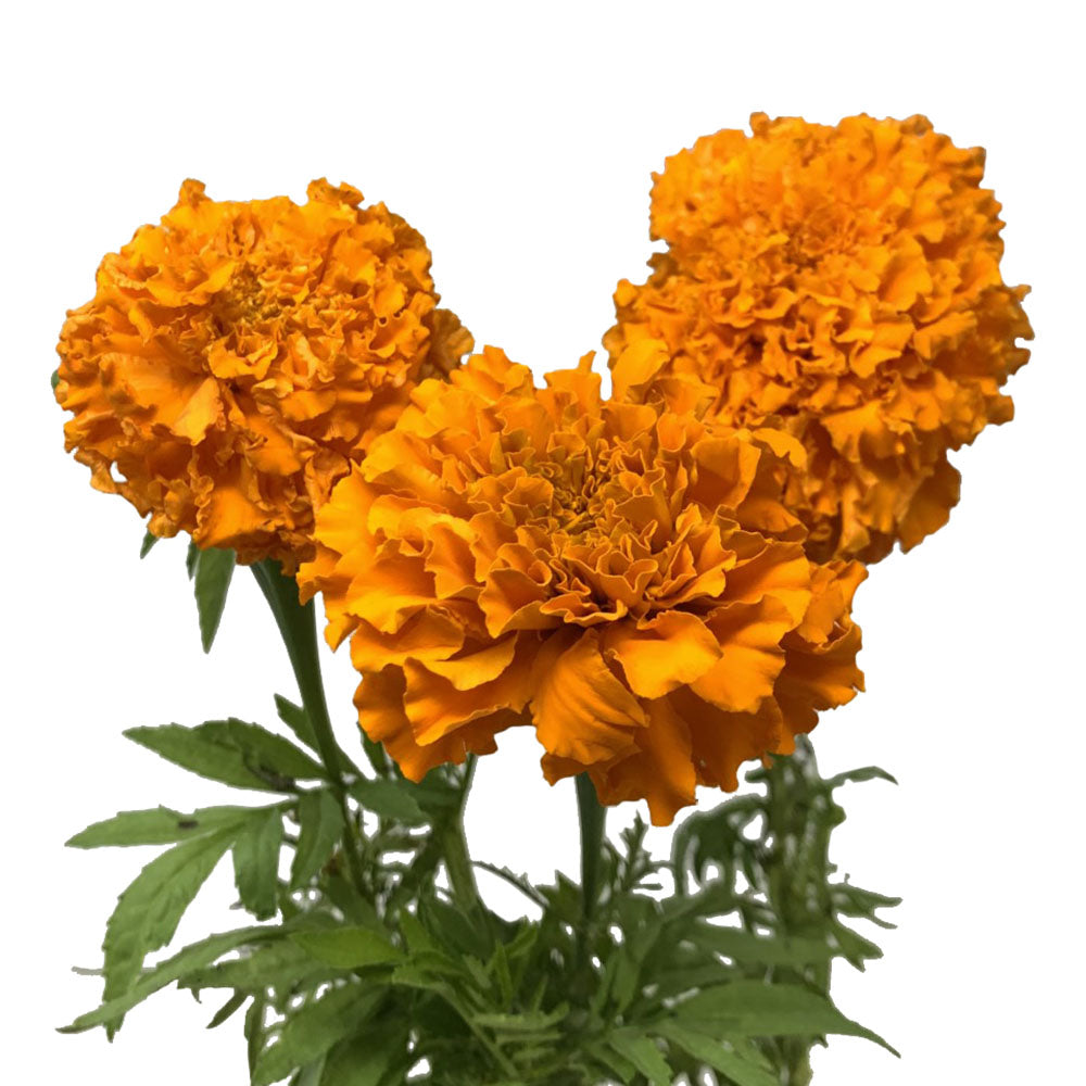 Marigold