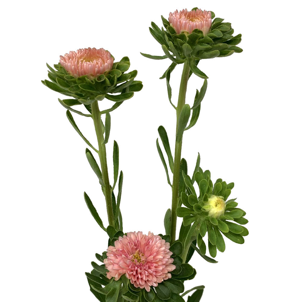Aster