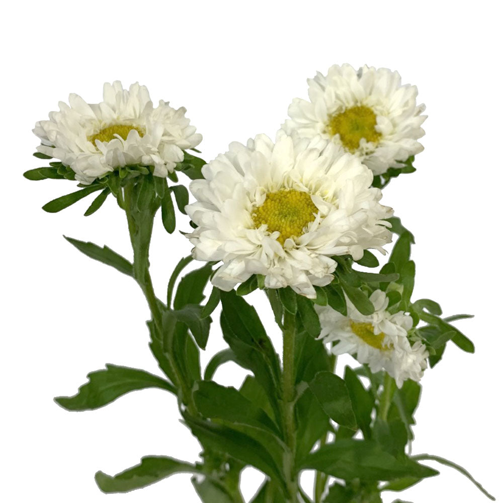 Matsumoto Aster - White