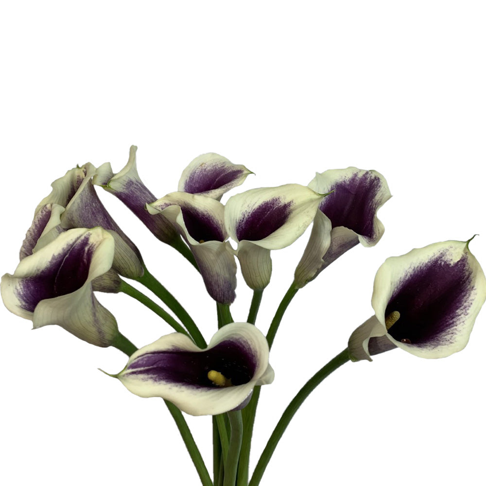 Mini Calla - Picasso PurpleWhite