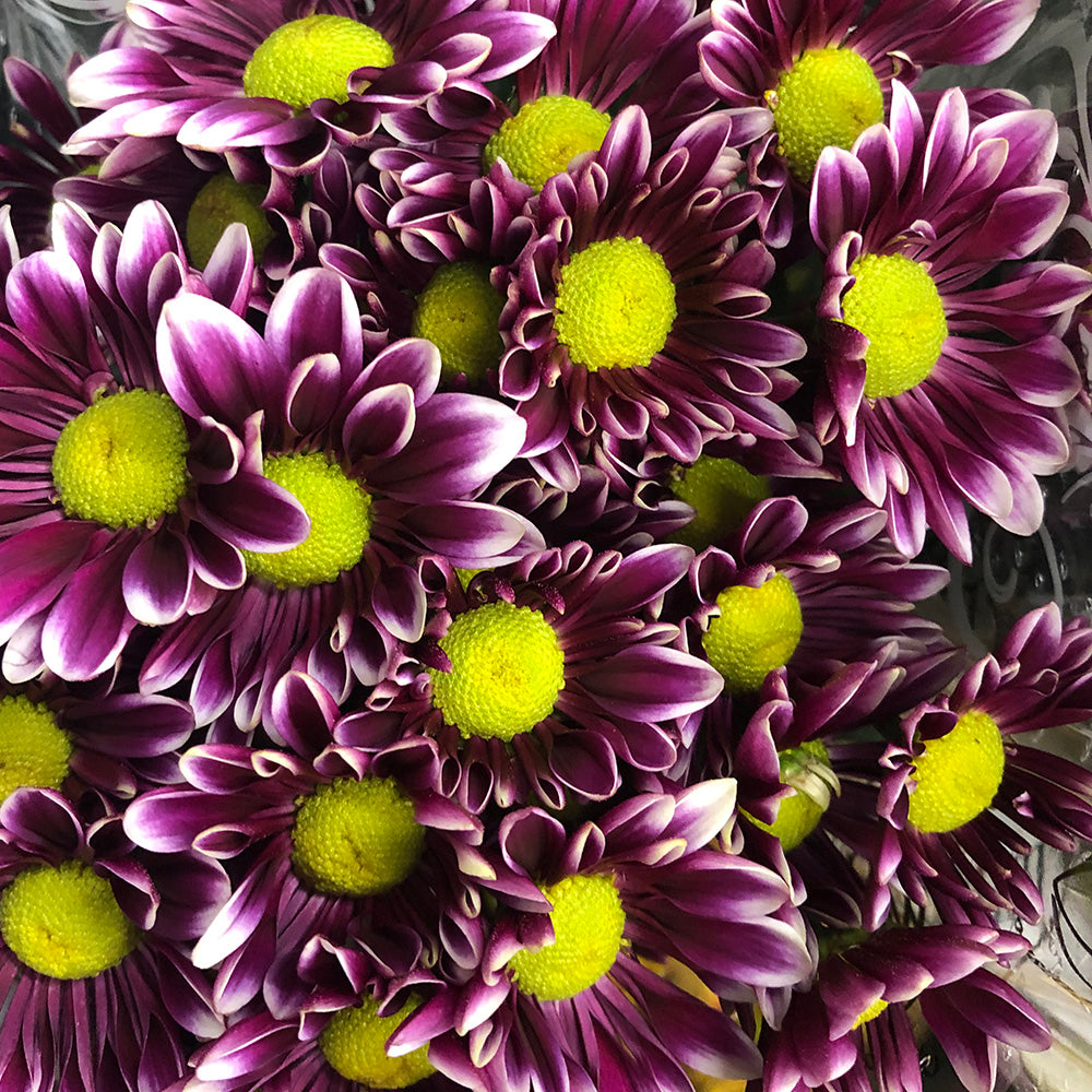 Pom Pon Daisy - Purple White