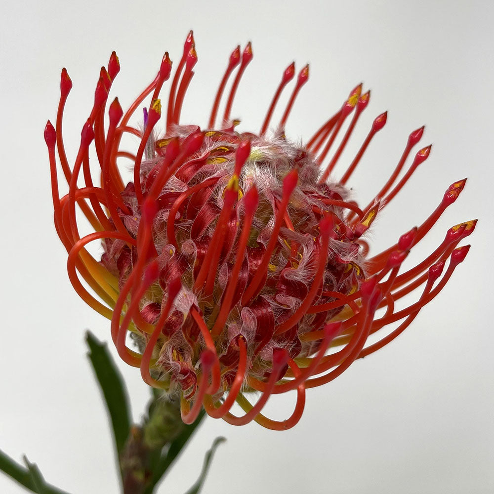 Protea