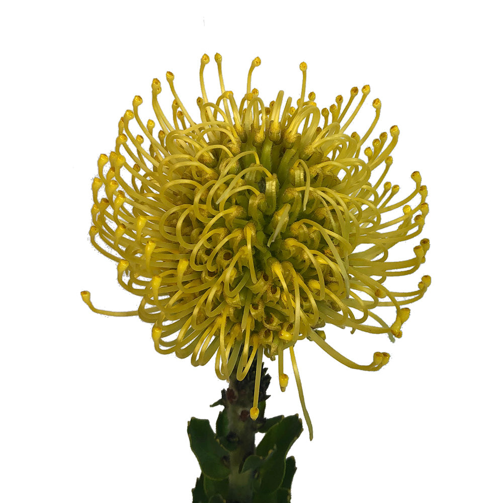 Protea