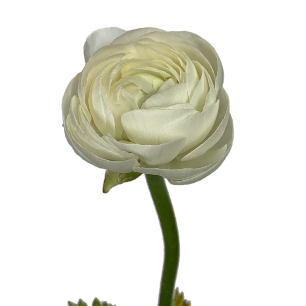 Ranunculus