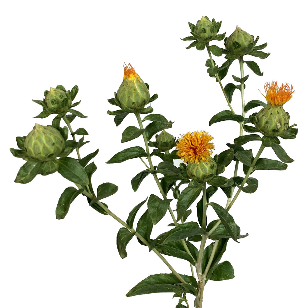 Safflower