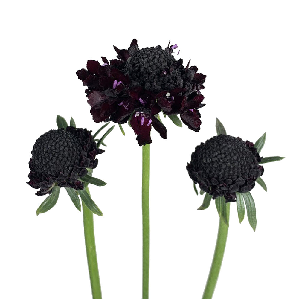 Scabiosa