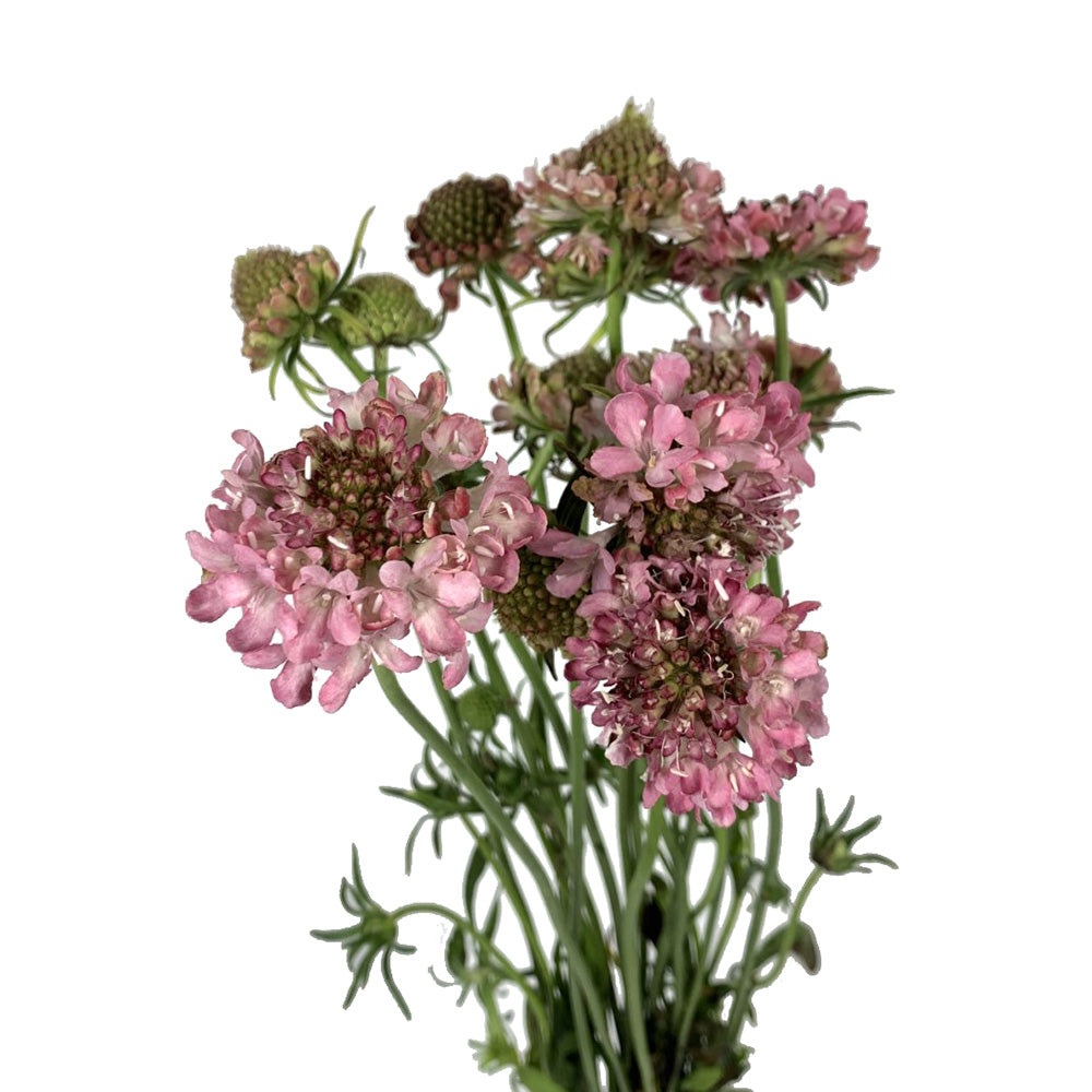 Scabiosa