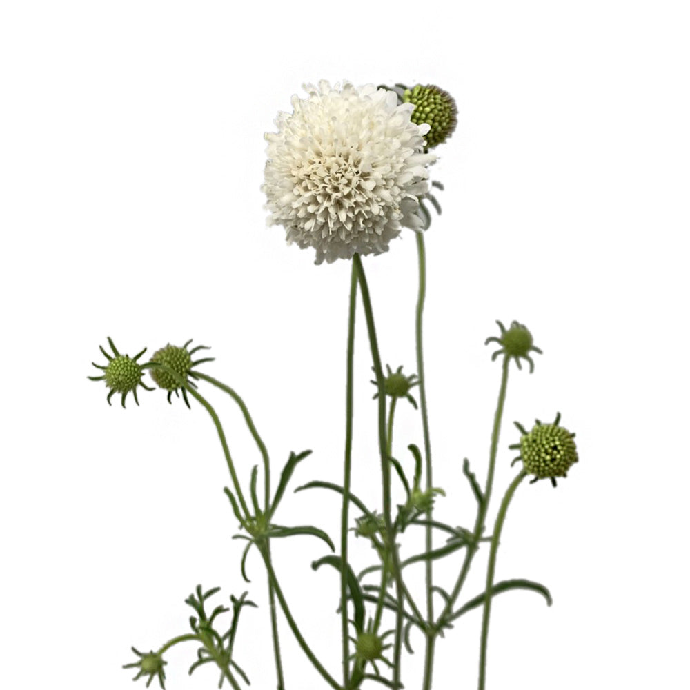 Scabiosa