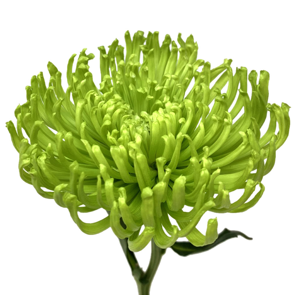 Spider Disbud - Green