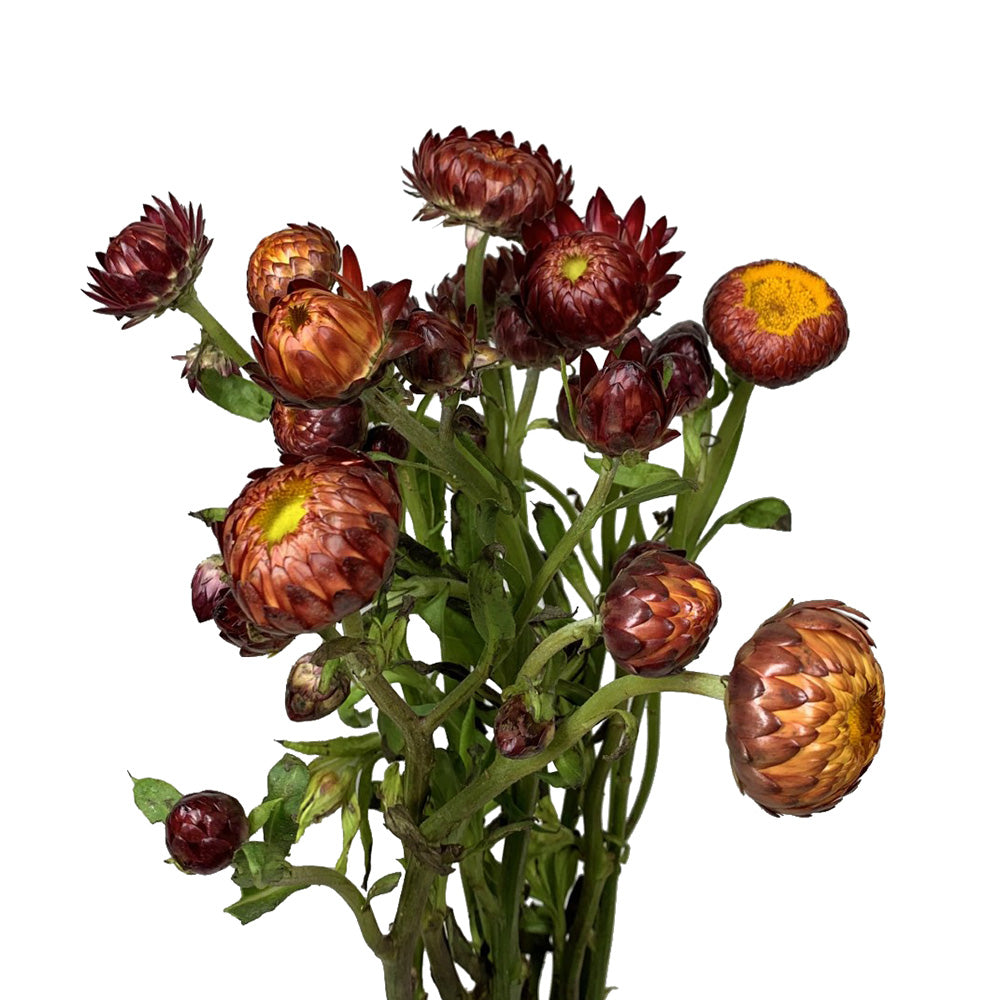 Strawflower