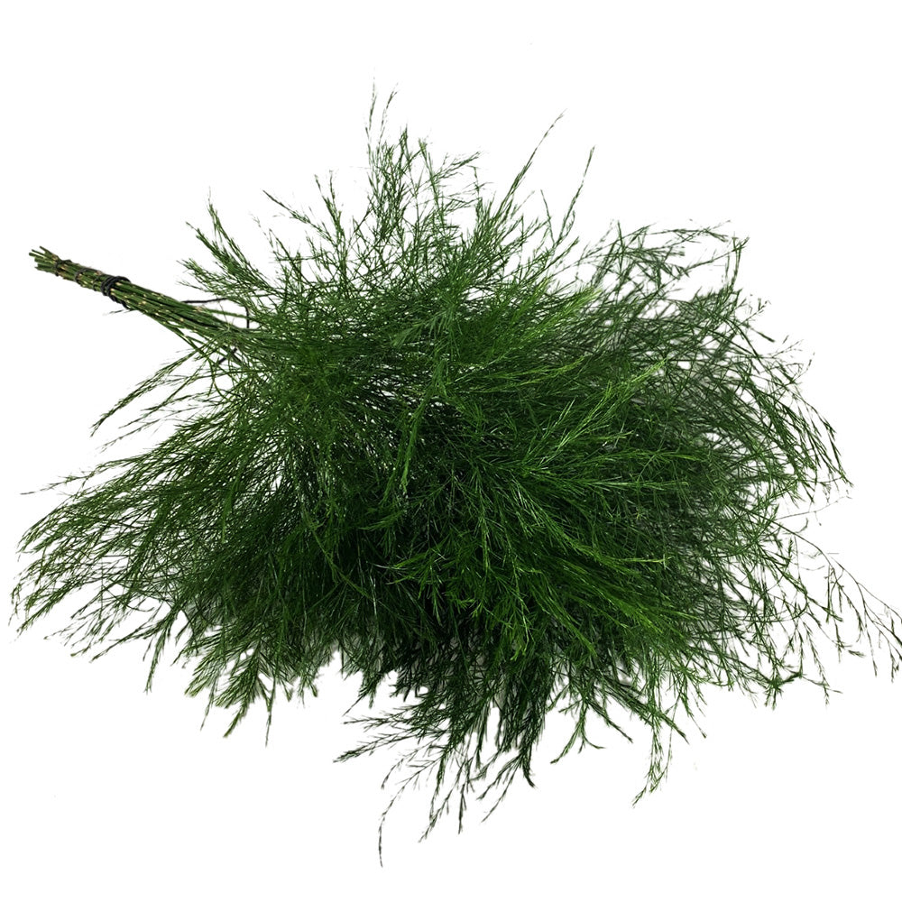 Fern