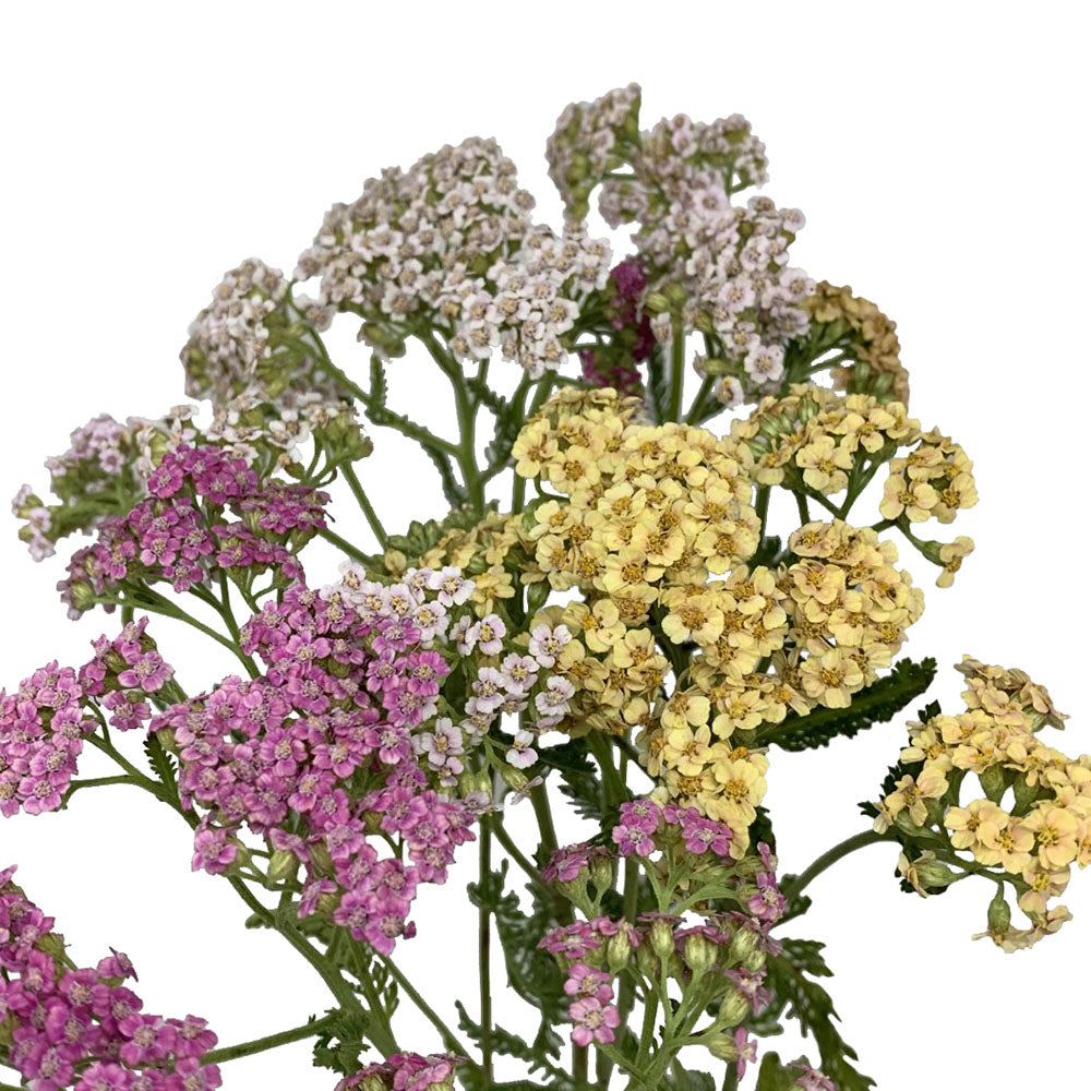 Yarrow