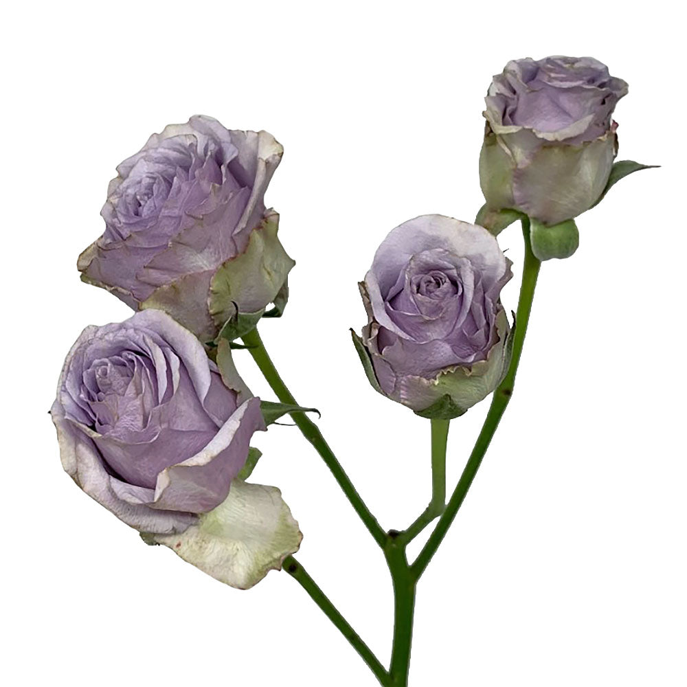 Spray Roses