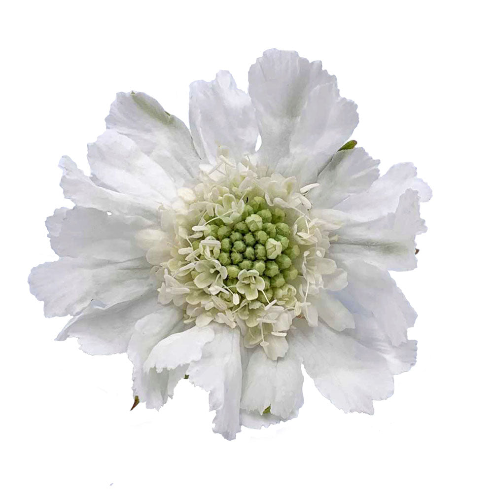 Scabiosa